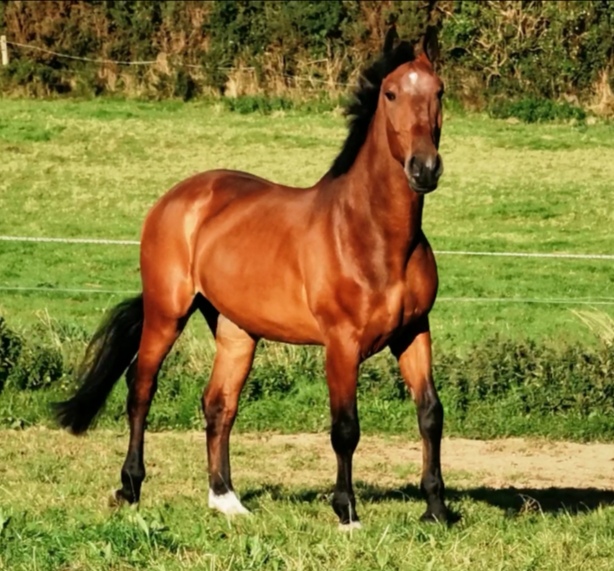 Fabulous 16.3hh RID 5 year old