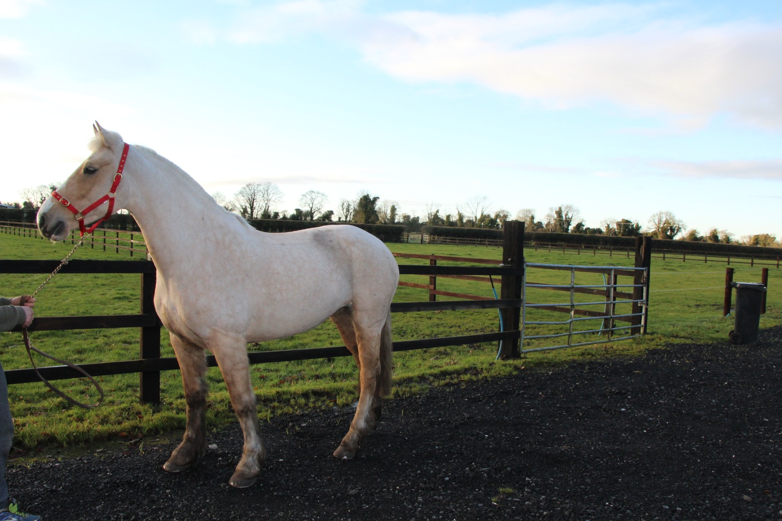 Gorgeous Palomino 15.2hh 6 year old Mare 1