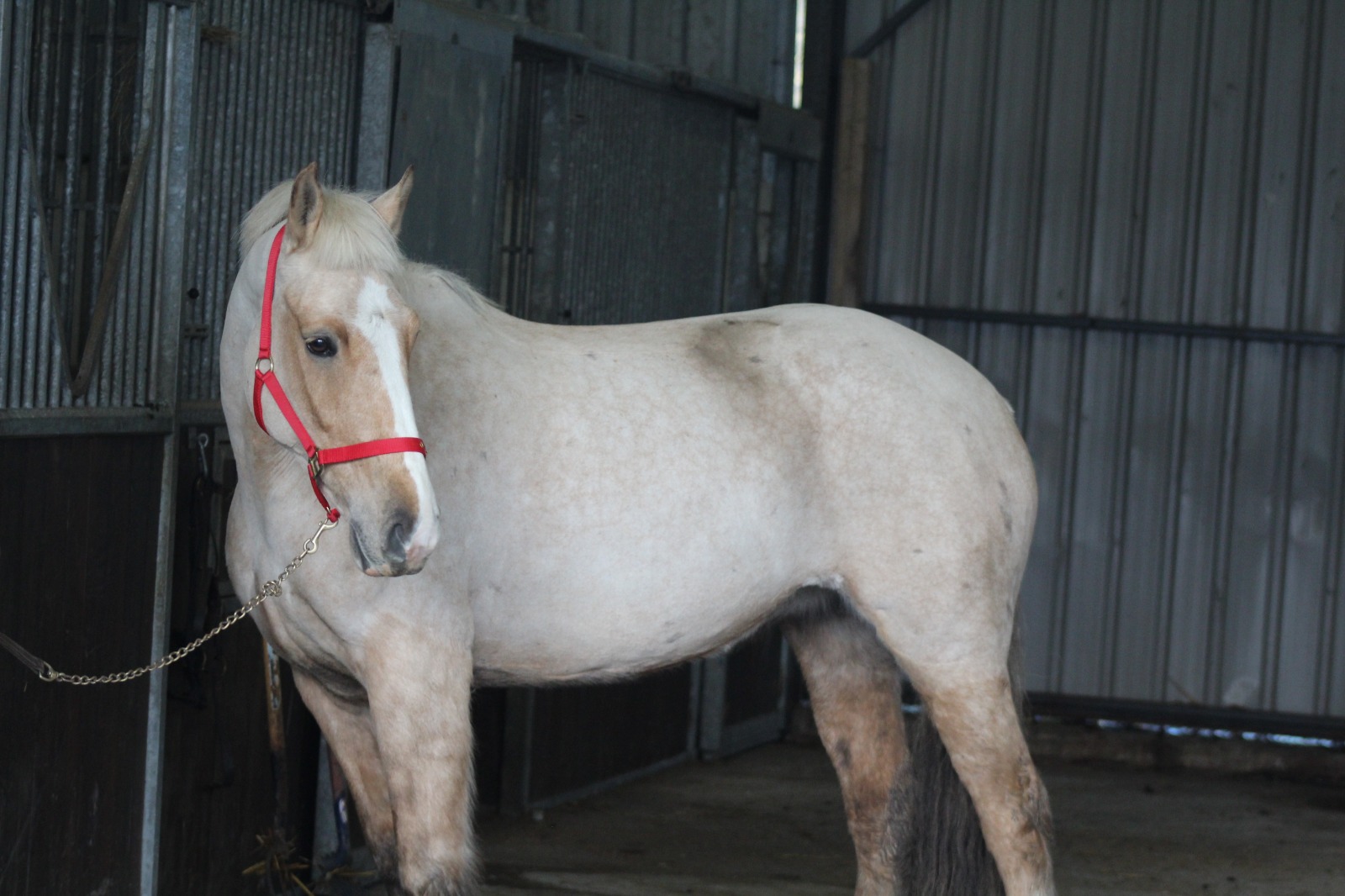 Gorgeous Palomino 15.2hh 6 year old Mare 10