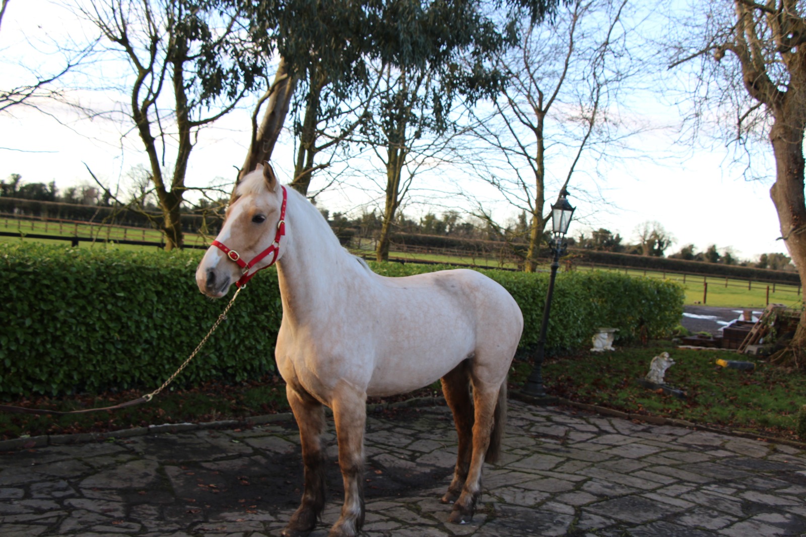 Gorgeous Palomino 15.2hh 6 year old Mare 2