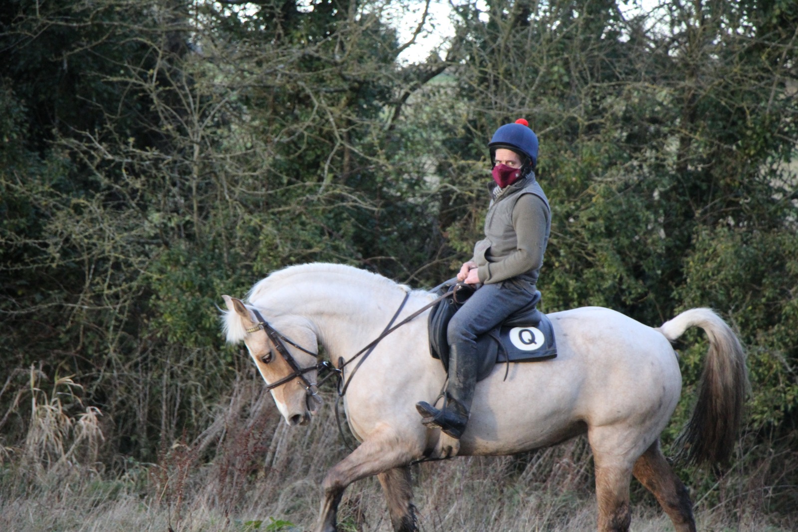 Gorgeous Palomino 15.2hh 6 year old Mare 5