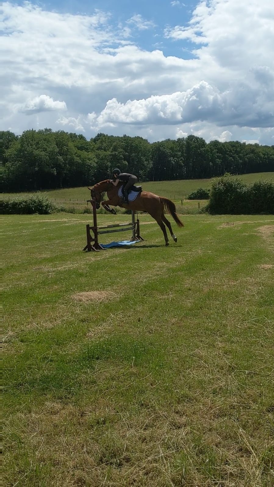 Superb 16.3hh ISH 7 year old 1