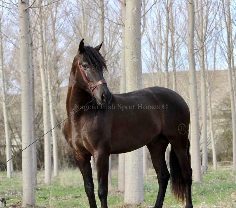 Fabulous 5 year old Spanish PRE Stallion 1