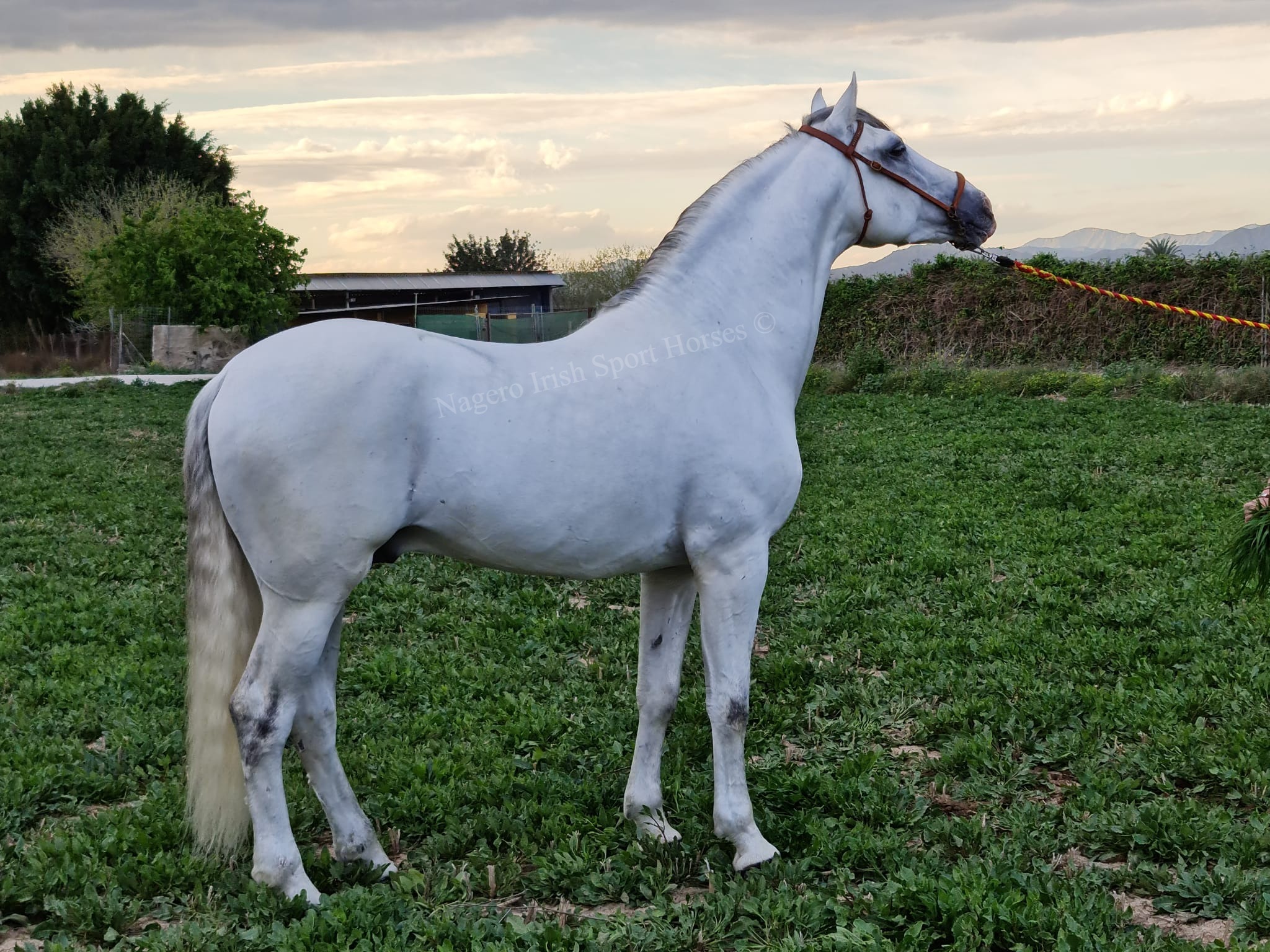 Stunning PRE with looks and temperament 9