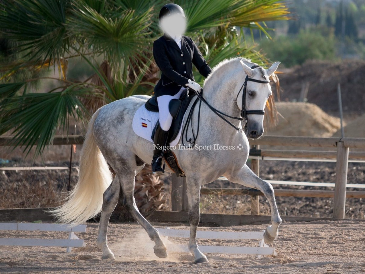 Gorgeous Dressage Stallion 3