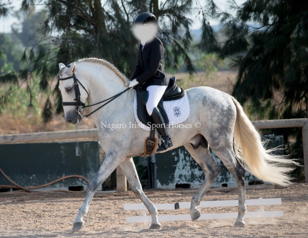 Gorgeous Dressage Stallion 4