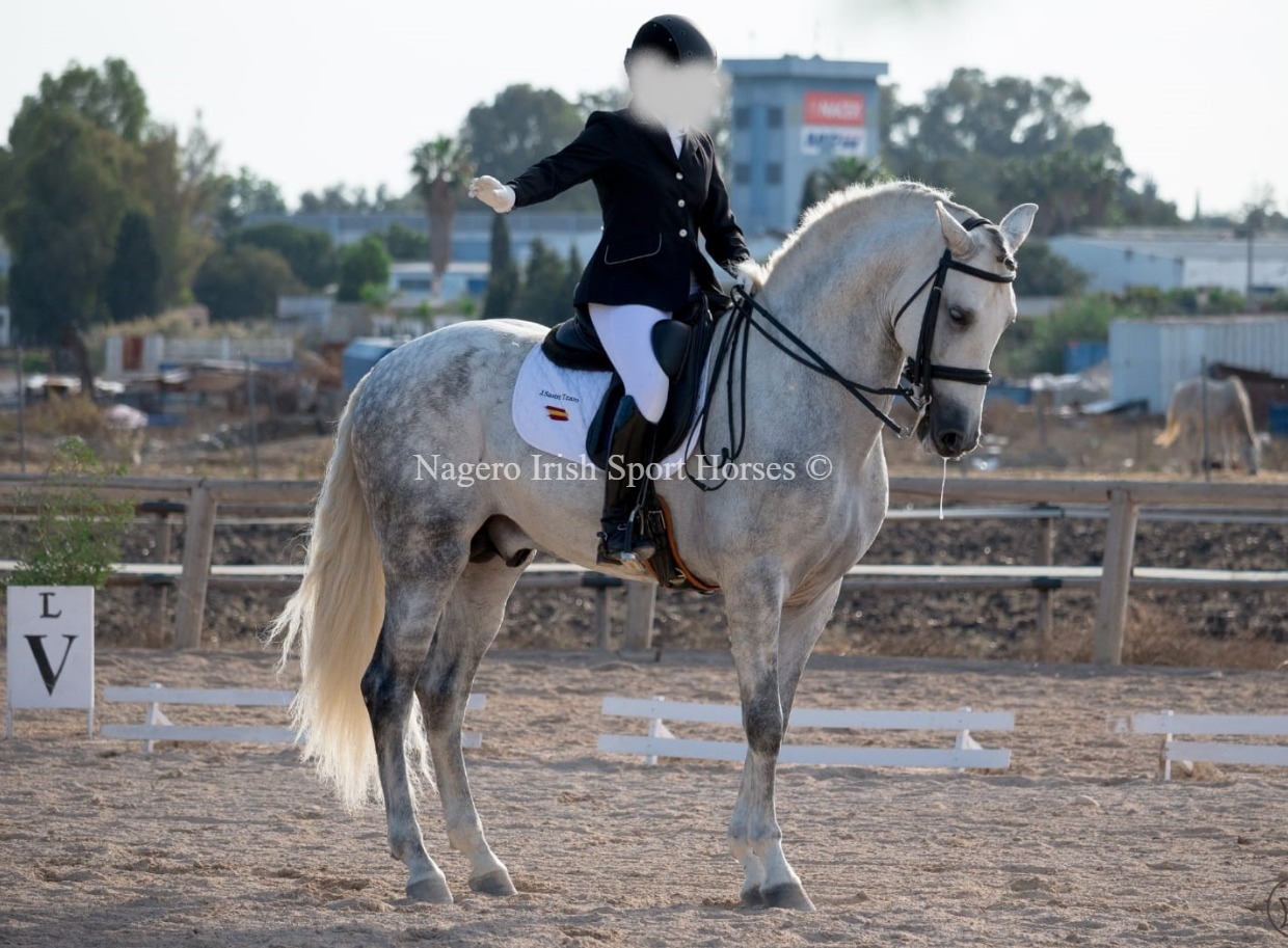 Gorgeous Dressage Stallion 8