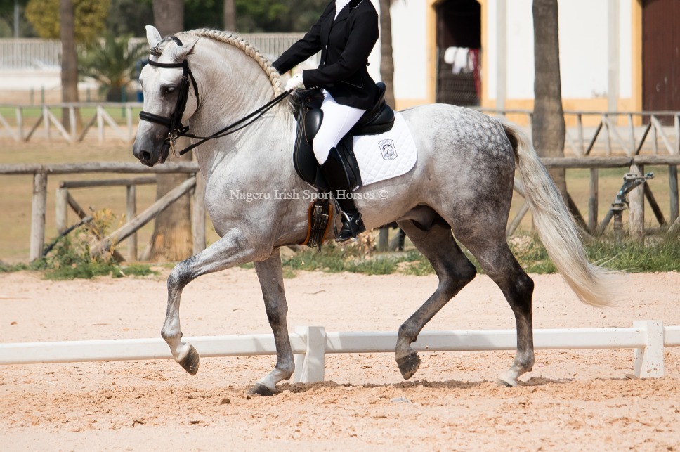 Gorgeous Dressage Stallion
