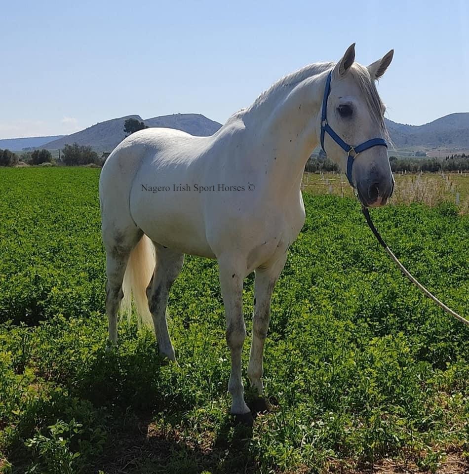 Absolutely gorgeous Gelding 1