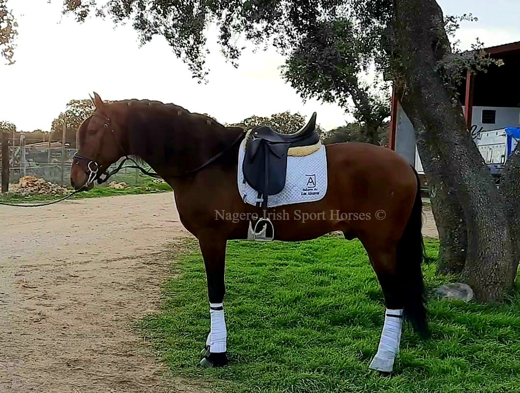 Gorgeous 17hh 6 year old Dressage