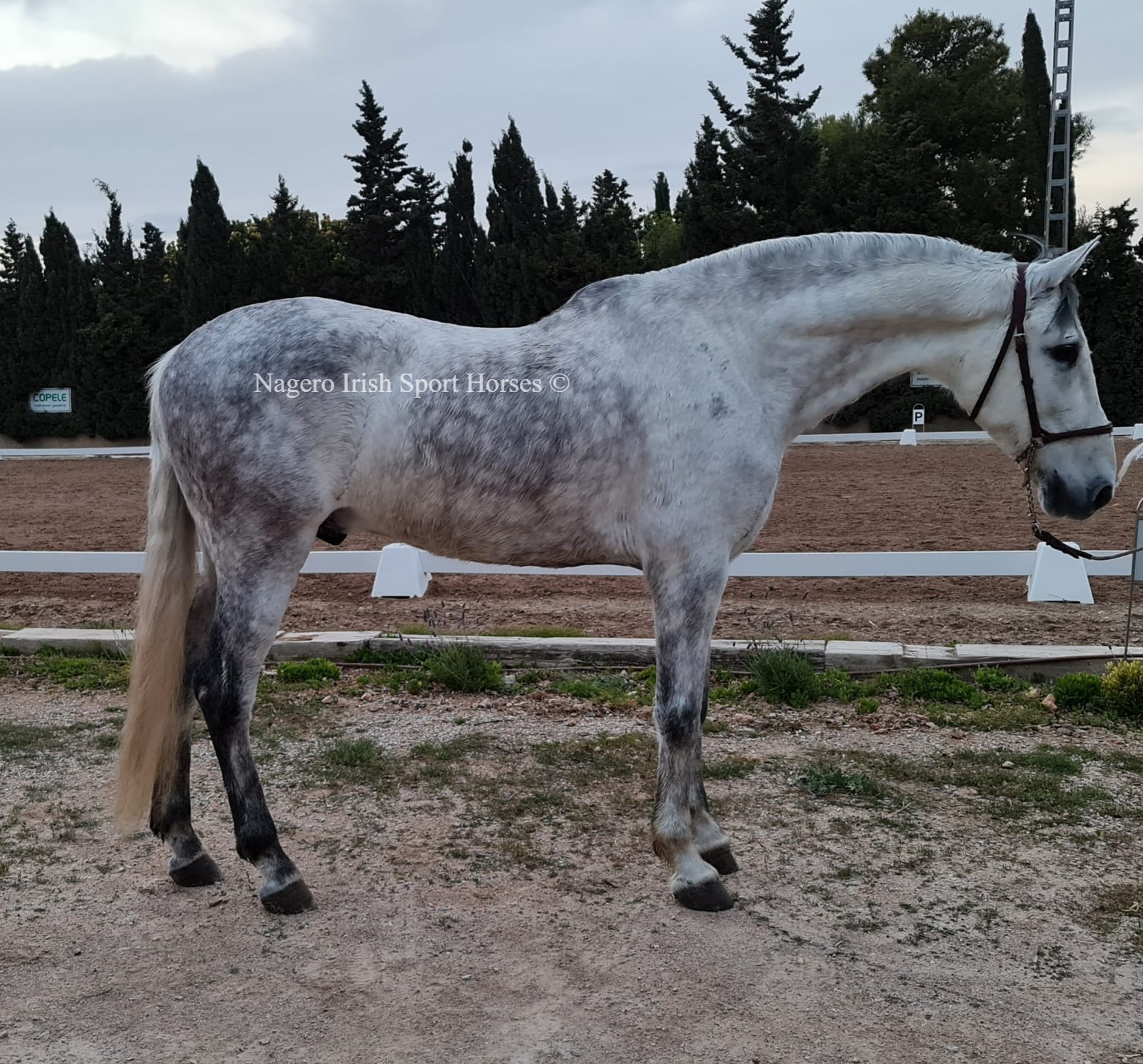 Gorgeous and safe 10 year old Gelding 4