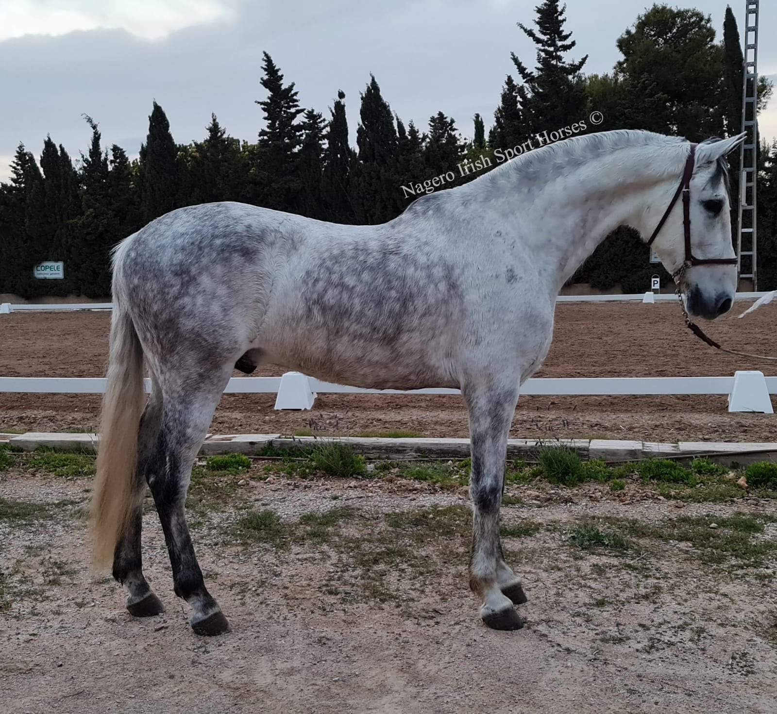 Gorgeous and safe 10 year old Gelding