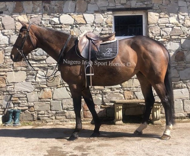 River Lady 16.1hh 4 year old