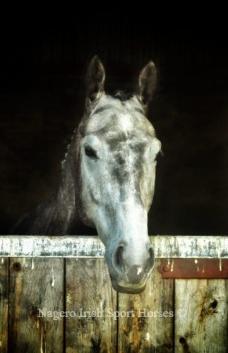 Superb 17hh 6 year old Ish 1