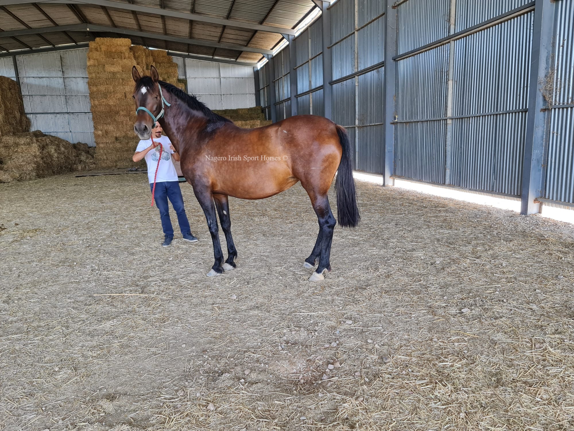 Top Quality PRE Broodmare 4