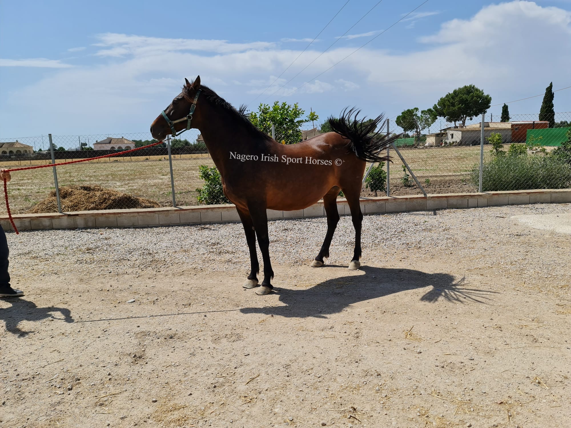 Top Quality PRE Broodmare 8