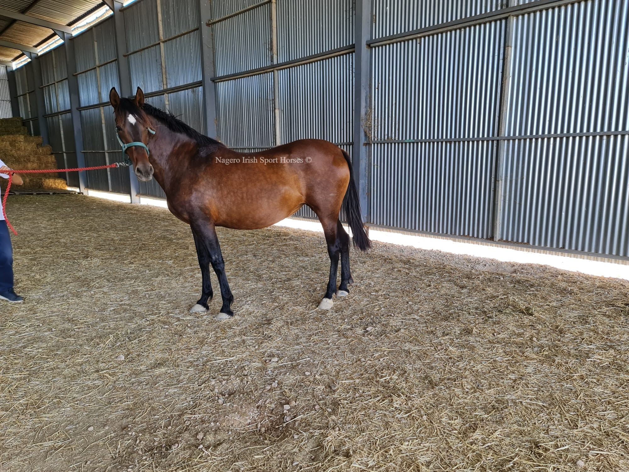 Top Quality PRE Broodmare 9
