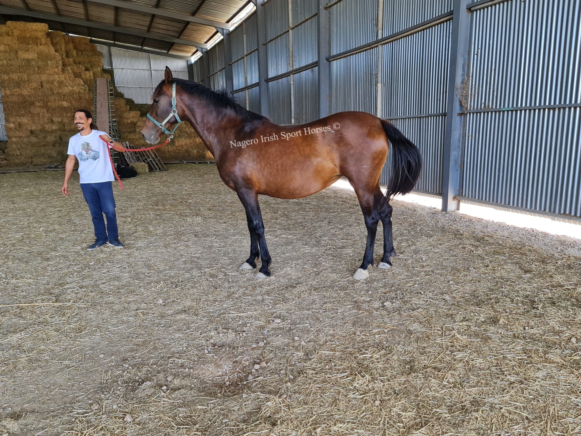 Top Quality PRE Broodmare