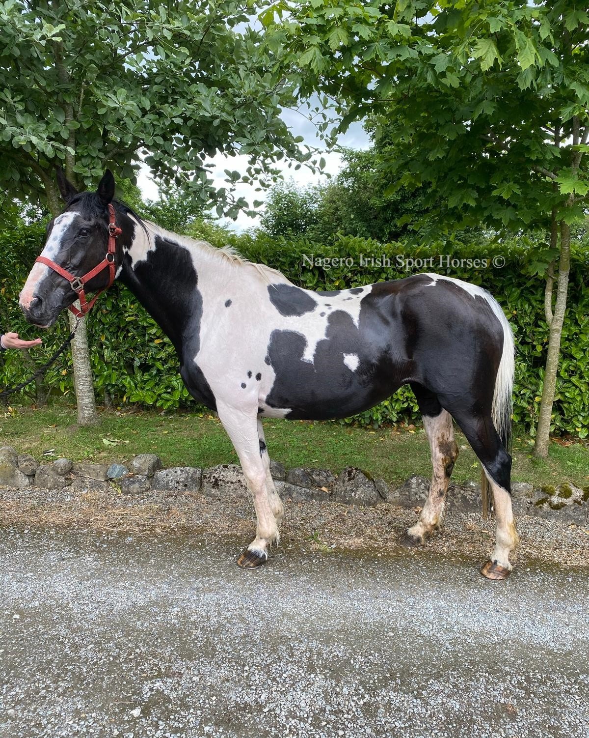Fabulous 8 year old 16.2hh Mare