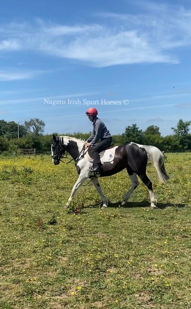 Fabulous 8 year old 16.2hh Mare