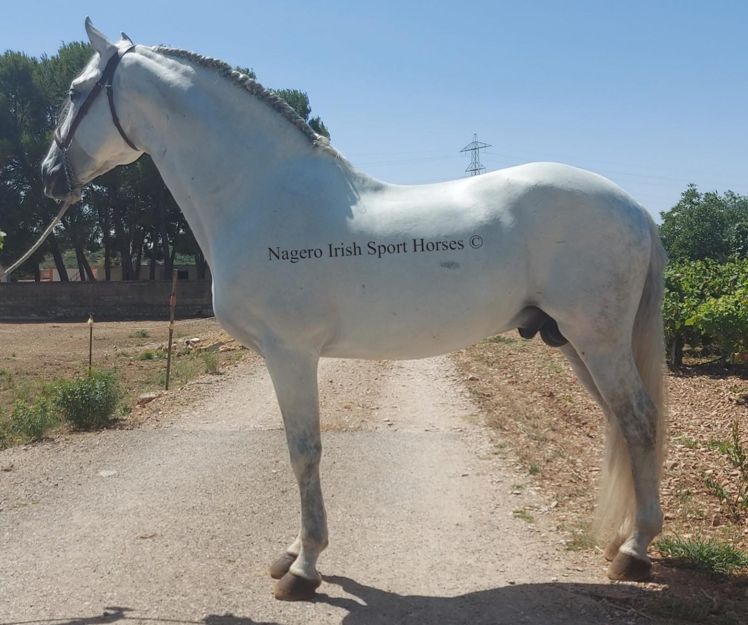  SOLD Fabulous Ride And Drive Nagero Irish Sport Horses