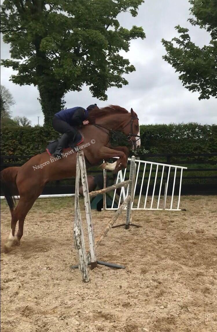 Gorgeous 5 year old Mare