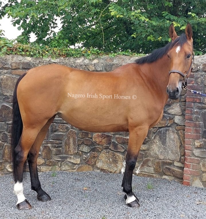 Scopey 5 year old 16.1hh ISH Mare