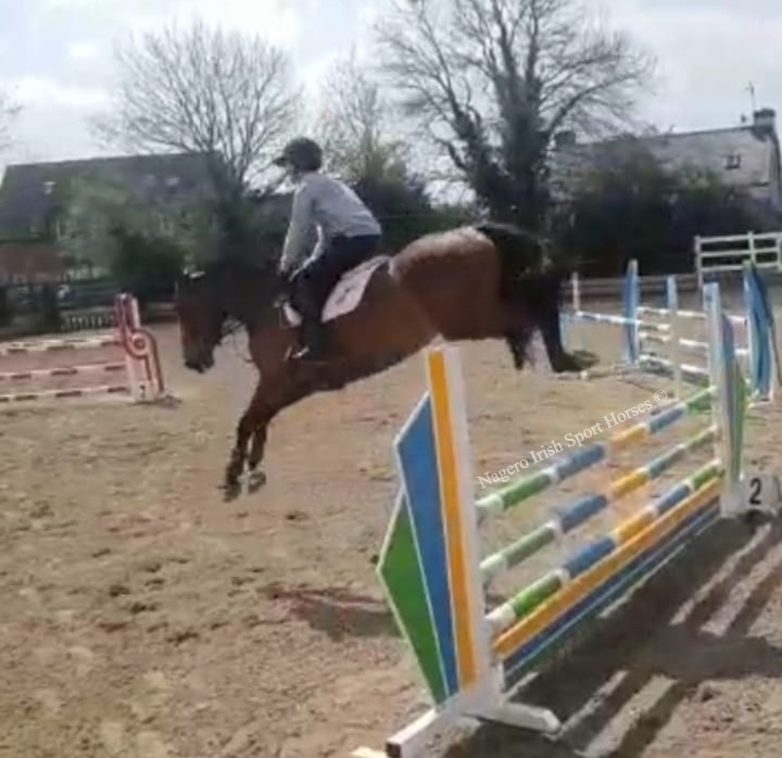 Scopey 5 year old 16.1hh ISH Mare