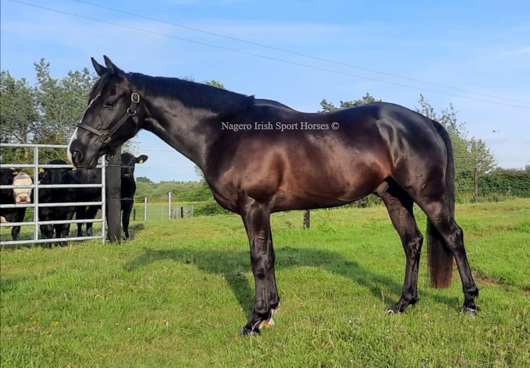 Super 15.2hh 5 year old
