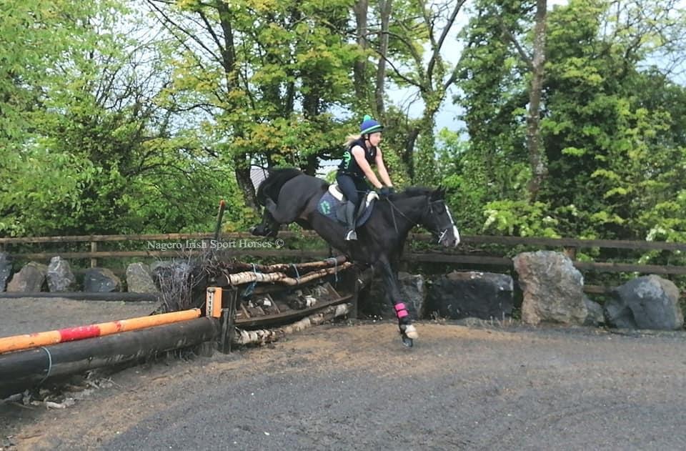 Super 15.2hh 5 year old