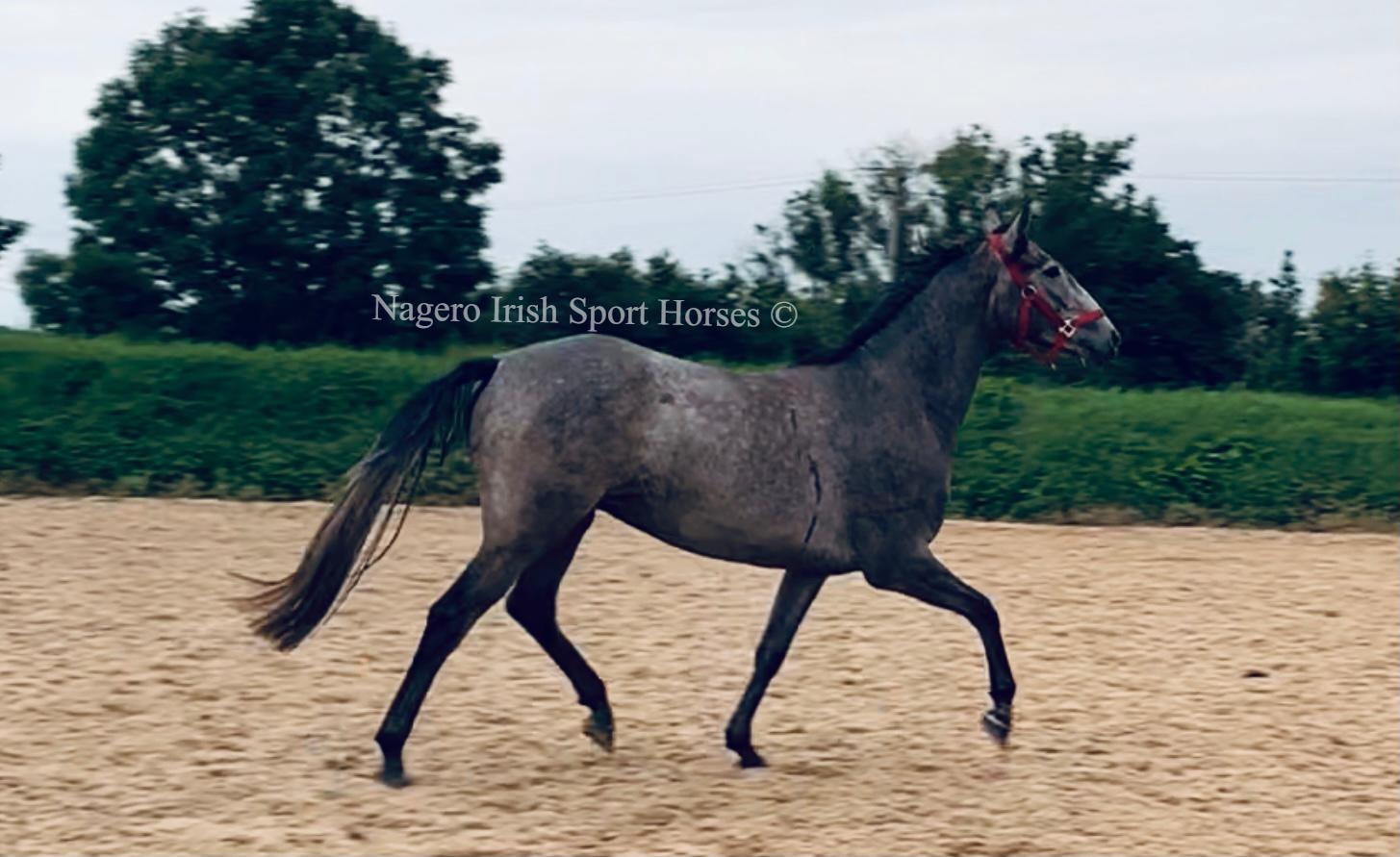 3 year old event horse