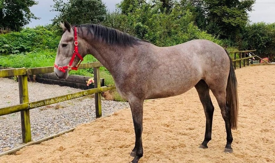 3 year old event horse