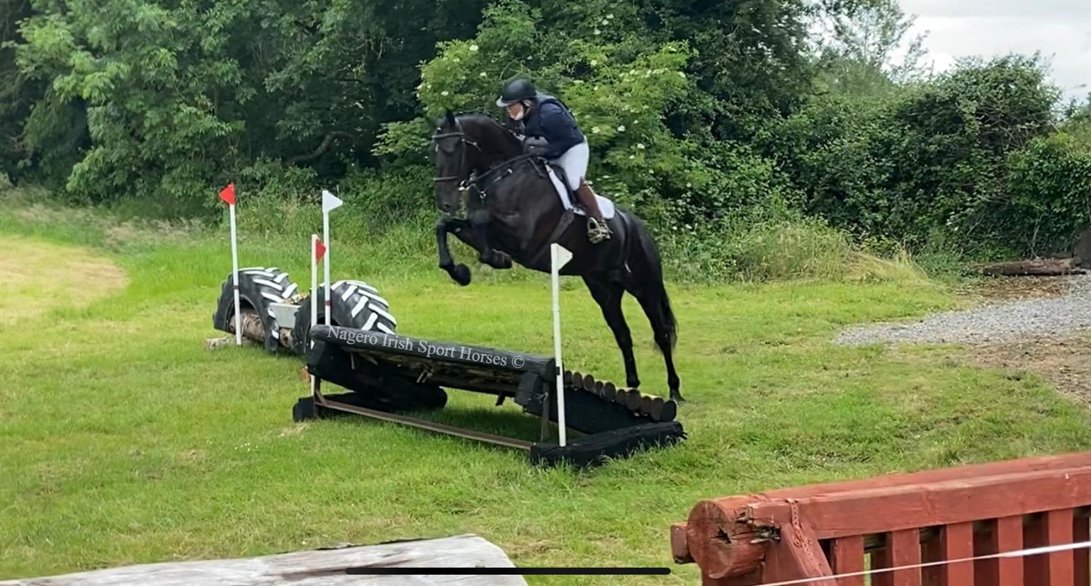 Black RID, 16.3hh. One in a Million!!