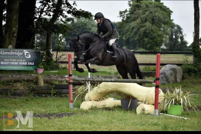 Black RID, 16.3hh. One in a Million!!