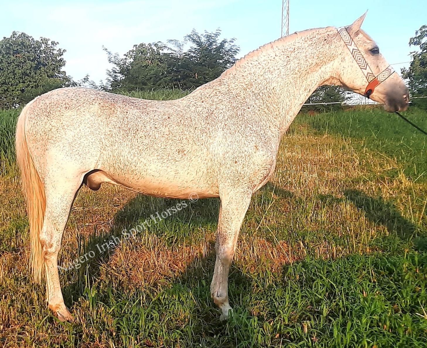 Inc delivery 16hh Gelding