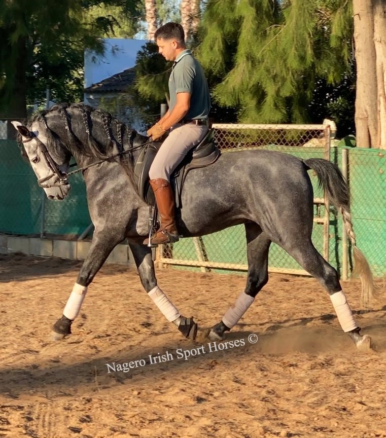 Stunning PRE Stallion 171 cms