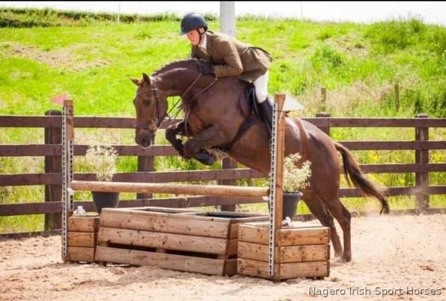Outstanding 15.1hh WHP/SHP