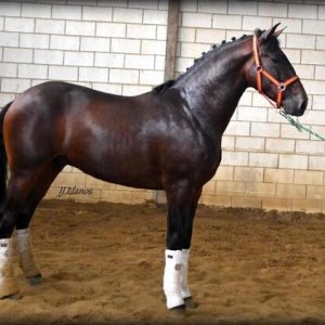 Exceptional 16.2hh 5yo stallion €14,000 Inc Delivery