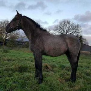 Fabulous yearling Colt €6,000
