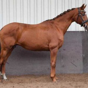 The sweet allround mare you’ve been looking for €8,000