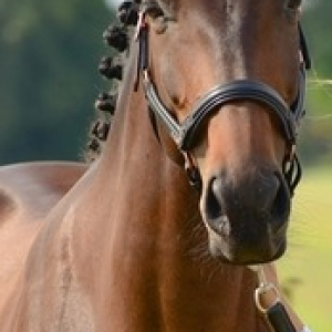 Charming and Elegant mare looking for a new partner €15,000
