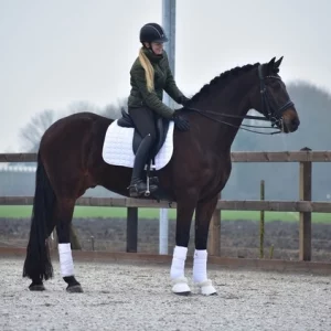 The perfect Friesian x dressage prospect with the absolute WOW-Factor €19,500