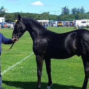 Exceptional RID 2yo with massive potential €11,000