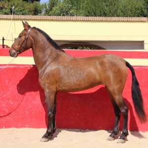 Fabulous 15.1hh 5yr old mare €4,950