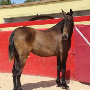 Lovely 15.1hh yearling filly €2,750