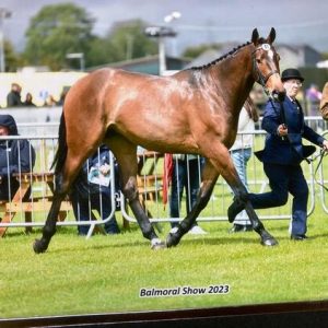 Potential Top Class Event Horse £15,000