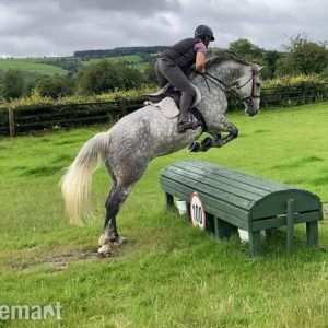 Gorgeous 16.2hh full RID mare €12,000