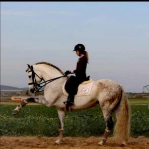 Registered Approved Lusitano €22,500