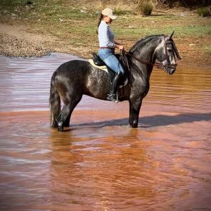 Stunning 4 year old PRE stallion €28,500