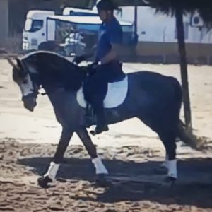 Dressage PRE 4 year old €22,000